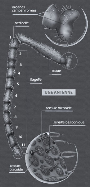 Anatomie de l'antenne (Source : Le Traité Rustica de l'apiculture)