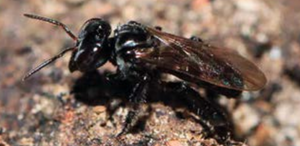 À la découverte des abeilles mangeuses de viande