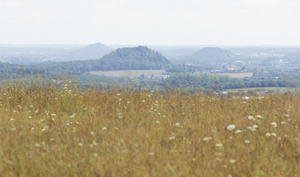 Le Pays Noir, terreau fertile pour l'apiculture ? 