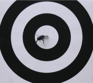 Les capacités cognitives de l'abeille