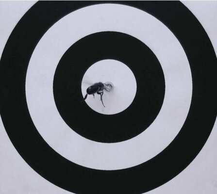 Les capacités cognitives de l'abeille