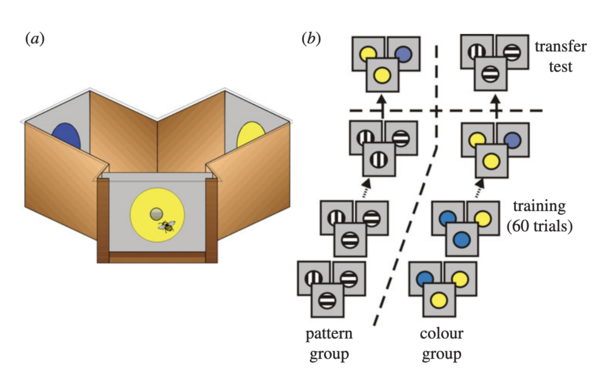 Labyrinthe en Y - ©Avarguez-Weber et al., 2013