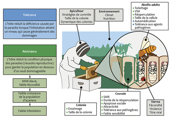 Aperçu des caractéristiques de l'hôte et d'autres facteurs qui contribuent à la capacité des abeilles mellifères à survivre au parasitisme par Varroa. - <p>Mondet et al. 2020</p> - Creative Commons Attribution 4.0 International license